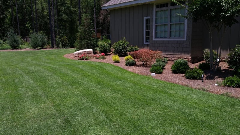 Zenith zoysia deals grass seed